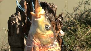 Fish  What a catch at Doyang river Nagaland [upl. by Brittaney841]