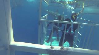 SOLMAR V  Isla Guadalupe  Diving With Great White Sharks [upl. by Cida]