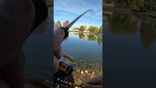 Trout on Gulp Minnow youtubeshorts stockedtrout fishing recommended [upl. by Petua]