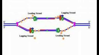 DNA replication [upl. by Sanger]