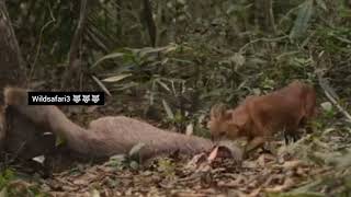 Tiger last night hunt feeding pack of dholes but they risking their lives [upl. by Geller449]