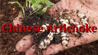 Chinese Artichoke Stachys affinis [upl. by Beore]