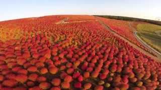 The aerial view of Kochia Carnival taken with a drone  ひたちなか海浜公園のコキア [upl. by Nifled]