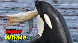 This Is Why All Whales Are Afraid Of Orca [upl. by Kerekes425]