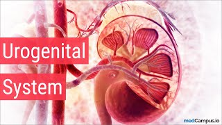 Embryology Urogenital System [upl. by Assyral145]