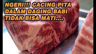 Kenapa Cacing Pita tak bisa mati di Daging Babi [upl. by Gene139]