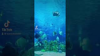 Ocean Park Manila Expectation vs Reality [upl. by Waxman]