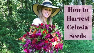 How to Harvest Celosia Seeds to Plant in Your Garden For Next Year [upl. by Hagile]