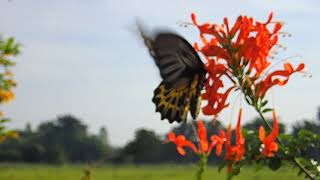 Troides aeacus et Papilio paris in Thailand [upl. by Aleb16]