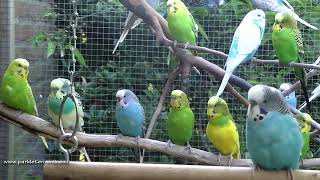 10 minuten parkieten plezier  10 minutes of budgie fun [upl. by Asela482]