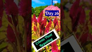 Grow Celosia From Seeds  How to sow celosiaसेलोसिआ को बीज से लगाएCelosia Seeds Germination Day 26 [upl. by Chiquita]