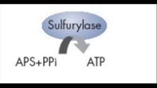 Pyrosequencing [upl. by Gipsy]