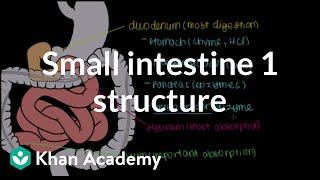 Small intestine 1 Structure  Gastrointestinal system physiology  NCLEXRN  Khan Academy [upl. by Maida]