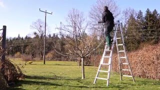 Apfelbaum richtig schneiden  Obstbaumschnitt  TUTORIAL  HD [upl. by Wun757]