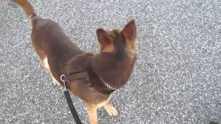 How to walk a Kelpie [upl. by Berlin]