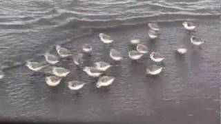 SANDERLINGS  Sandpipers in Motion  Piper  New Brunswick Canada Shore Birds [upl. by Allicsirp653]