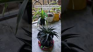 Haworthia limifolia green garden indoor indoorplant love succulent indoorplants shorts new [upl. by Tattan369]