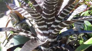 Aechmea bromeliads explained care maintenance light water requirements [upl. by Magocsi]