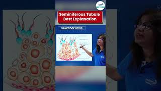 Seminiferous Tubule Best Explanation  NEET Zoology  Shorts  InfinityLearnNEET [upl. by Roede]