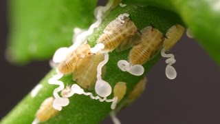 Check your citrus trees for Asian citrus psyllid [upl. by Quenna]