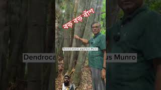 ভুদুম বাঁশ। poaceae lifesciences botany bamboo taxonomy wildlife [upl. by Ybbed]