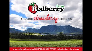 AGrade Strawberry Exports [upl. by Grossman]