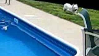 Bogie the Westie vs Pool [upl. by Aicertap]