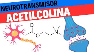 Fisiología de la Acetilcolina Neurociencias 12 [upl. by Clarance]