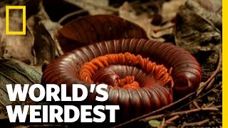 Millipede Mustard Repellent  Worlds Weirdest [upl. by Farkas562]