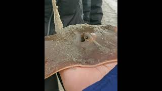 Sting Ray Stinger  Holding a Stingray  The Barb that Killed Steve Irwin  Tybee Island GA [upl. by Llejk]