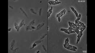 Exploding bacteria with penicillin [upl. by Sisenej]