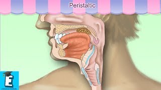 Peristaltic Learn for Children and Kids  EDUKID Learning [upl. by Daria]