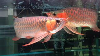 Super red arowana sepauk kapuas hulu spoon head calon full block body kotak [upl. by Anoet762]