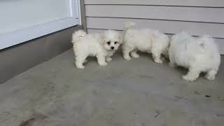 Maltese Puppies For Sale [upl. by Sherj]