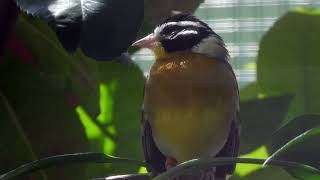 African Goldenbreasted Bunting sings 4K [upl. by Namlak438]