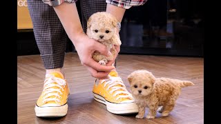 maltese poodle Cutest Maltipoo😝🥰 l Korea teacup puppies [upl. by Anirol]