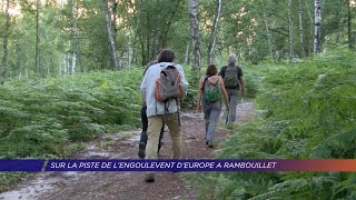 Yvelines  Sur les traces de lengoulevent dEurope à Rambouillet [upl. by Elleda]