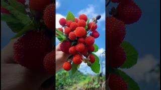 Fresh Raspberry Harvesting satisfying HappyFarm85 [upl. by Gebelein]