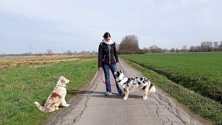 Hundetraining 3 praktische Übungen für unterwegs  3 Übungen die uns den Alltag leichter machen [upl. by Hsepid]