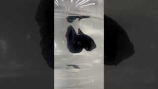 Siamese Fighting Betta Fish… PARADISE MALE BETTA FISH One If The Beautiful Fish In The World [upl. by Pettifer266]