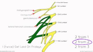 Lumbar Plexus  Structure and Branches  Anatomy Tutorial [upl. by Jeanelle]