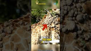 Giraffes with Skin disease Papilloma virus [upl. by Lledrev]