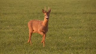 Endlich Mai Bockjagd im Frühling [upl. by Sardse]