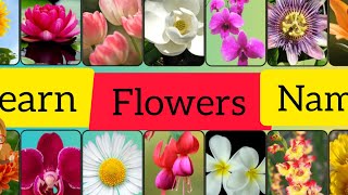 Flowers Names Learn flowers names in English  Flowers names basic english learning  learning [upl. by Derk]