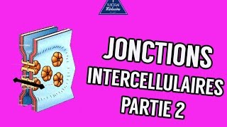 04  Les Jonctions intercellulaires Partie 2 [upl. by Bettina]