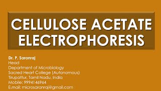 Cellulose Acetate Electrophoresis [upl. by Modnarb227]