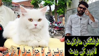 Sunday Cat market 2682024catvideosCats for salecat vlogNew cats rateTollington market lahore [upl. by Orgel693]