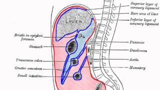 Peritoneal Cavity  Part 1  Anatomy Tutorial [upl. by Ardell173]