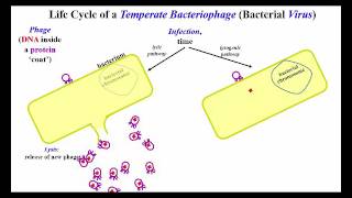 Lytic and Lysogenic Options for Temperate Bacteriophage [upl. by Caplan]