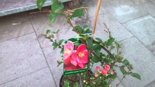 Chaenomeles superba Pink Trail [upl. by Gimpel]